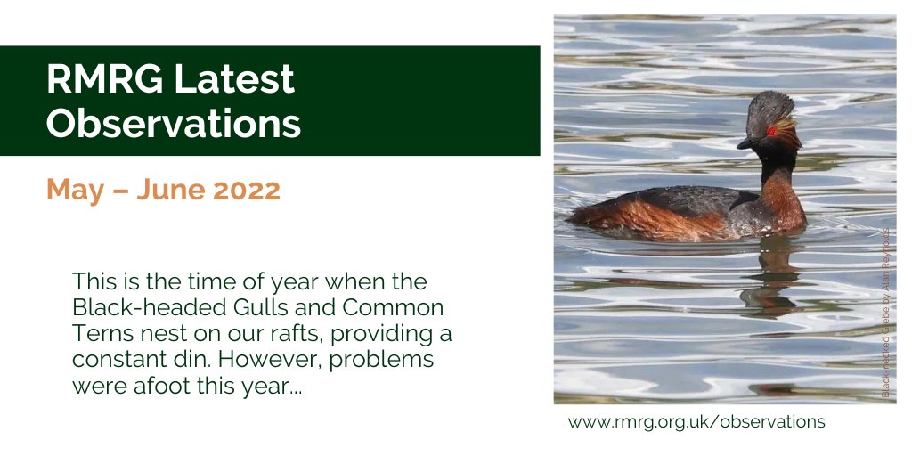 ryemeadsrg's tweet photo. The latest Rye Meads Ringing Group observations round-up is out now for May and June 2022. https://t.co/va6VGdu2iB

Why not consider becoming a Friend of RMRG (just £12 per year) to support our monitoring work and hear news early via our regular Friends Bulletin? https://t.co/DRNnFYhAzL