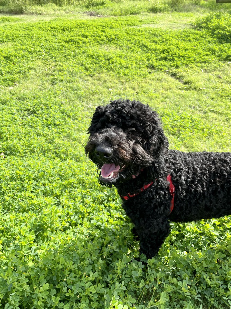 Sanako Mitsugi tweet media