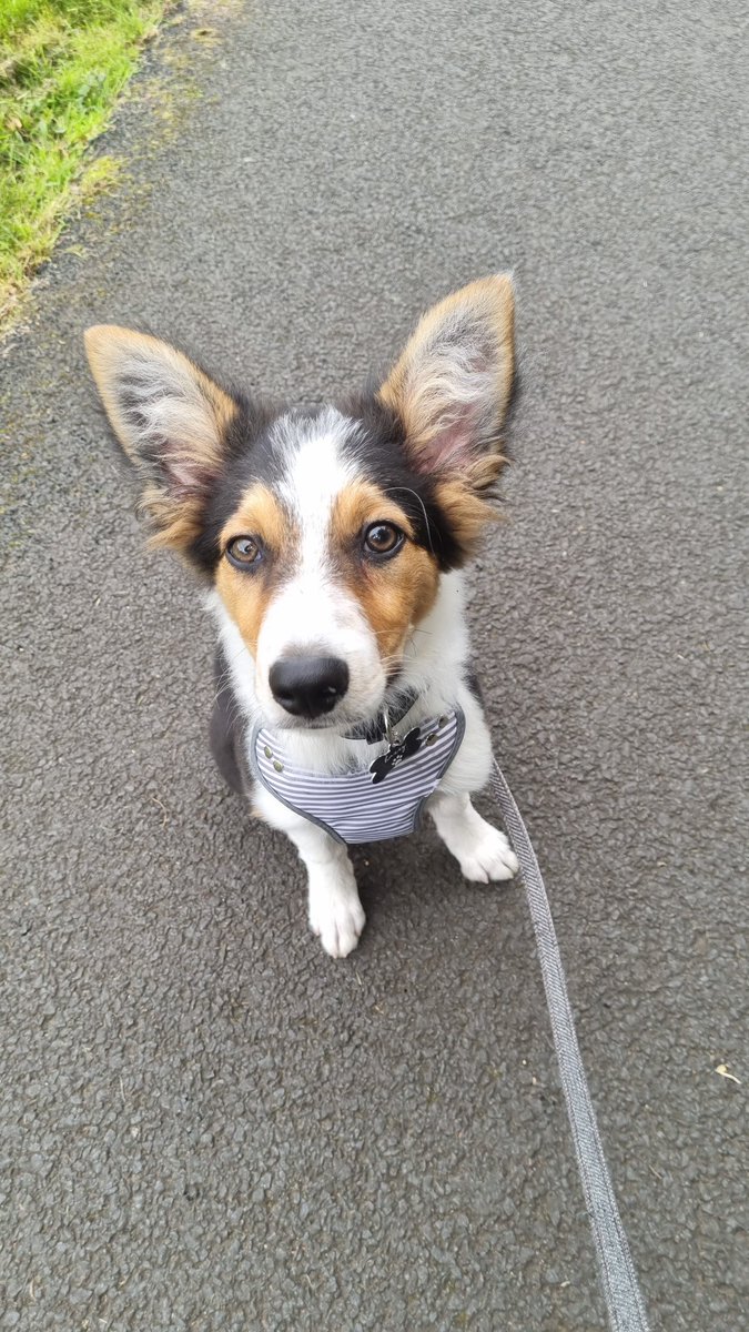 GirlInRecovery1's tweet image. Walking the best boy, makes a good mental health day with this cutie 🥰 #RecoveryPosse