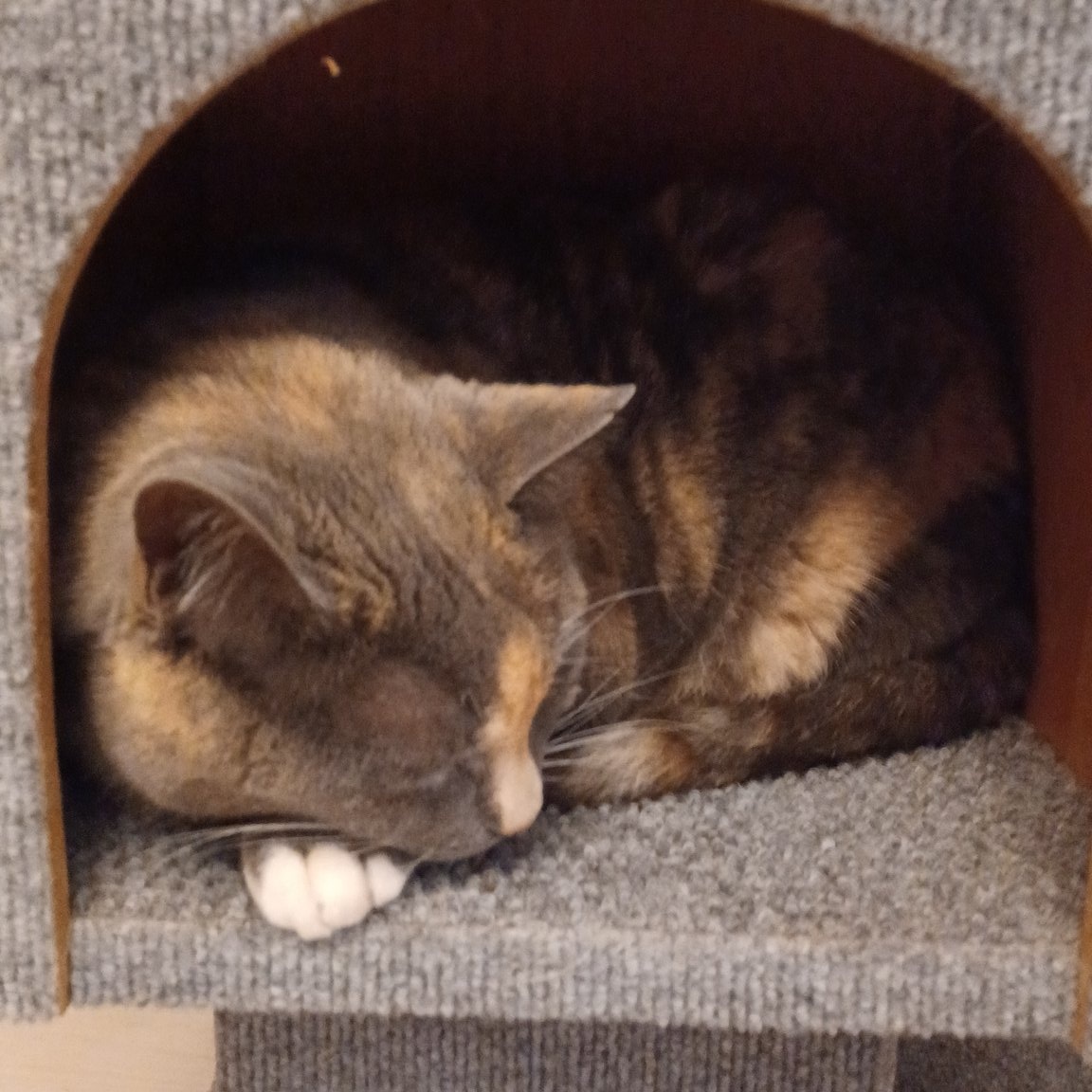 MCSR Cats tweet media