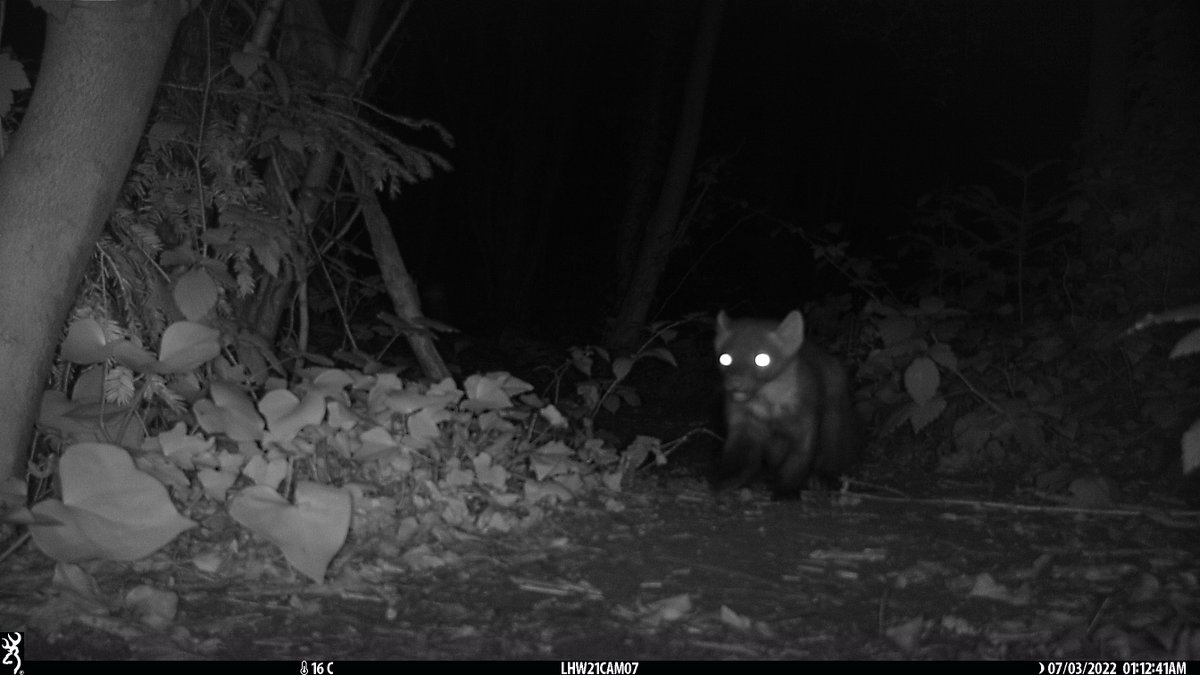 LondonHogWatch tweet media