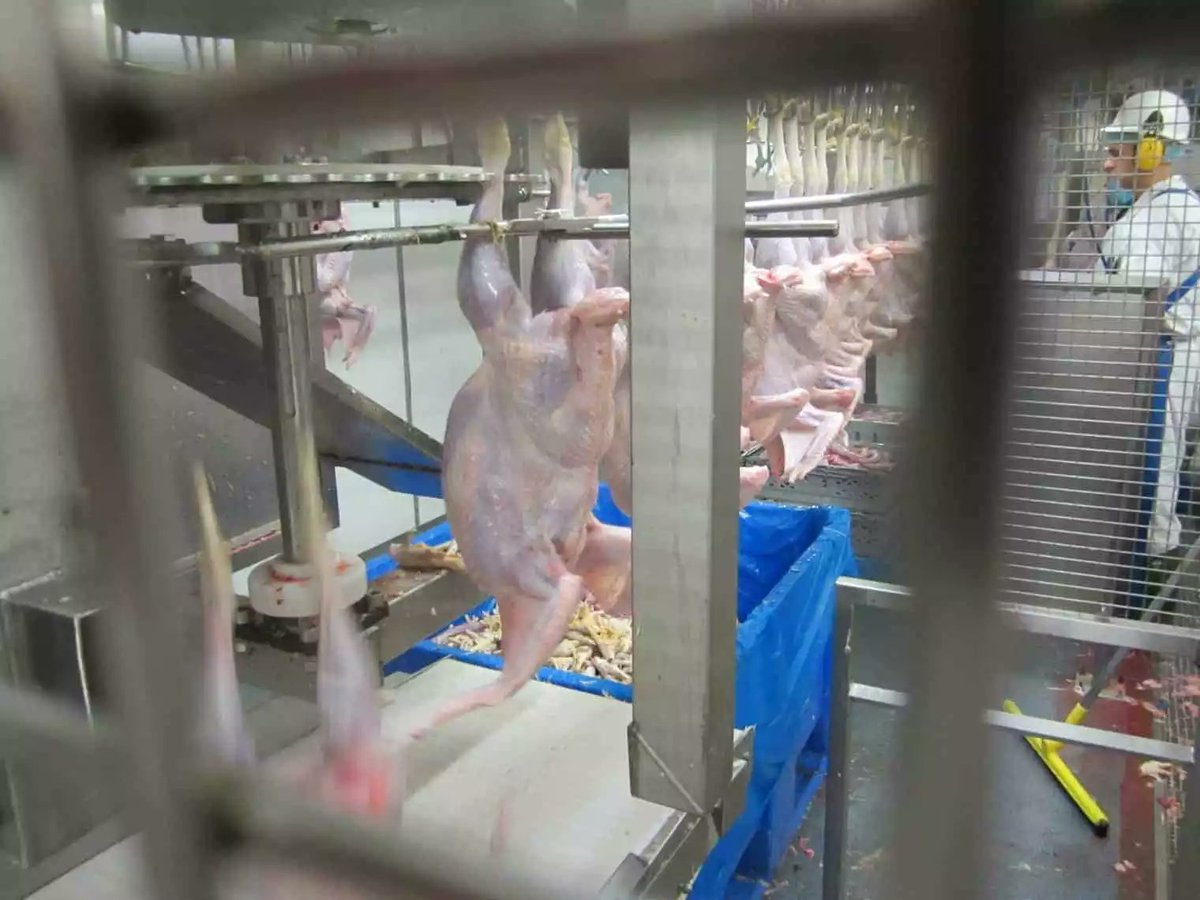 WrightfieldLtd's tweet image. It’s time to celebrate National Chicken Month!  
Check out our One Stop Shop for Solutions  wrightfield.co.uk/news/poultry-p…
#Deboning  #Portioning  #Dicing  #Grading  #Weighing #Coating