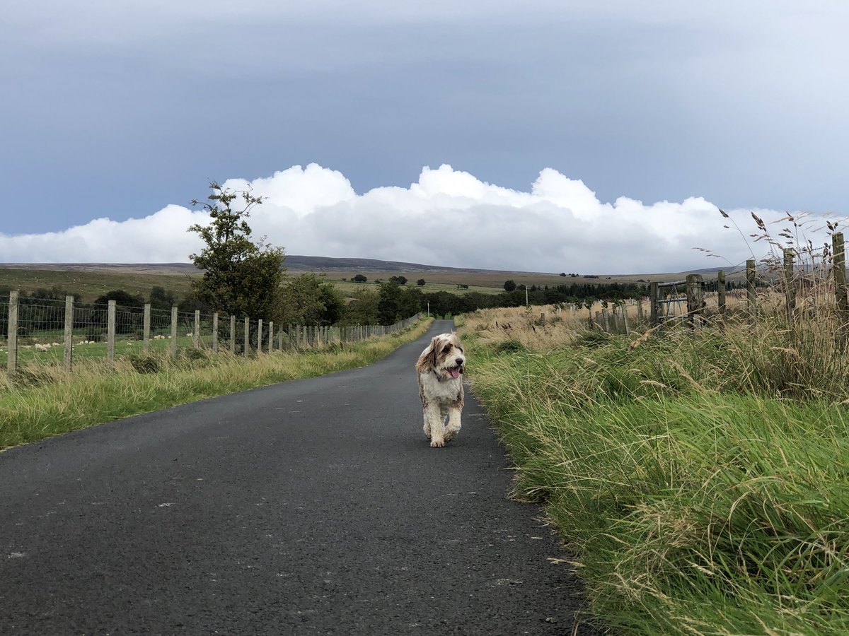 AWHub1833's tweet photo. New shoe day @brooksrunning Ghost14 and Cascadia 16, sweet shoes that go for miles! Ghost13 relegated to dog walking! thank you @dhlexpressuk awesome customer service this morning. https://t.co/ewwEf9NgMH