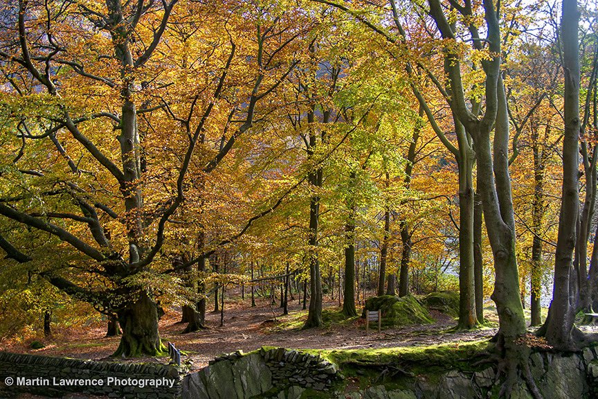 Early indications suggest autumn may be a little earlier this year - not sure why but there is no better place to go than to Penny Rock Woods at Grasmere - October is always a great time #LakeDistrict #Autumn #grasmere #martinlawrencephotography #colour #pennyrockwoods #trees