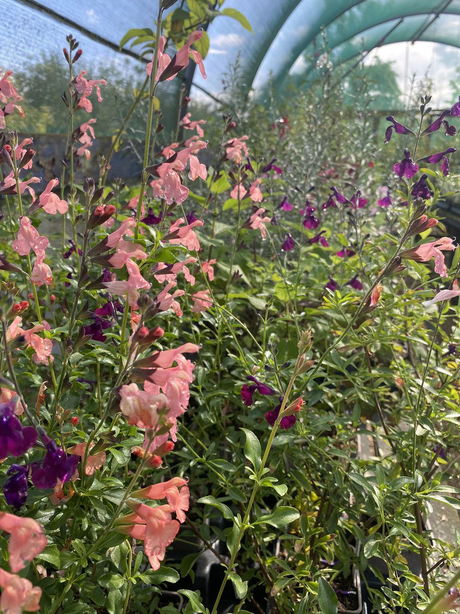 IrisesSeagate's tweet photo. Picking lots of lovely #peatfree plants ready for @ERustonOldVic plant fair this Saturday 10th September! Open 10-3 with so much to see! Come and say Hi! #northnorfolk #weekendvisit #plantfair #eastrustonoldvicarage #norfolkcoast #plantlovers https://t.co/SkGLxuyRlY
