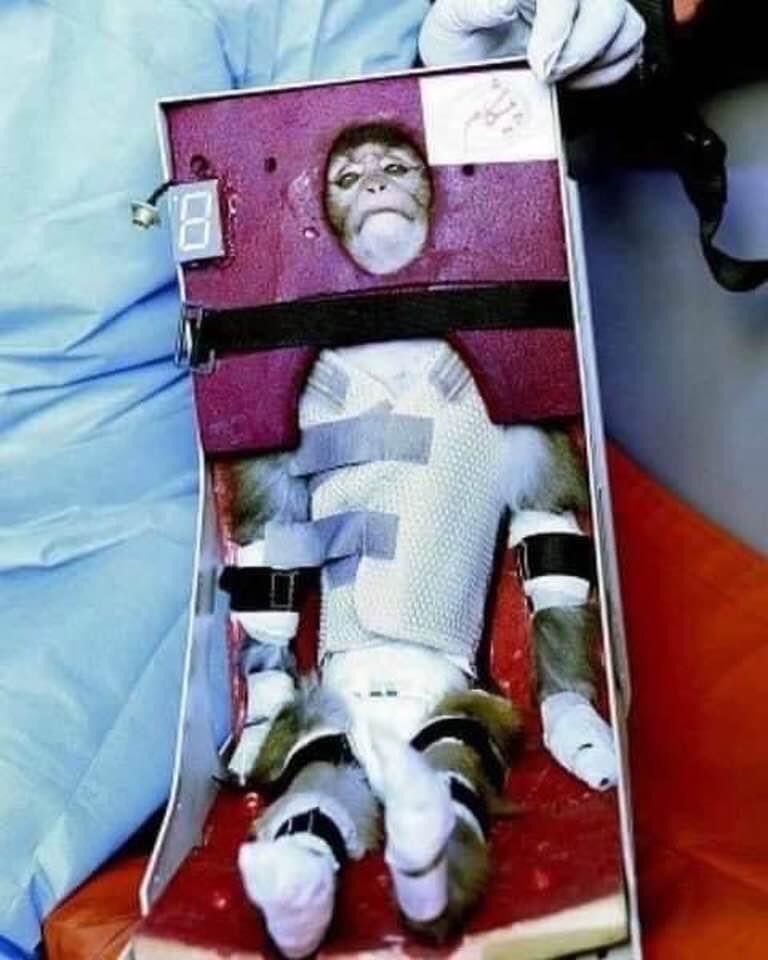 Anyone who has the heart to do this to a fellow being and is responsible for this has to be imprisoned and be kept out of society for the rest of his live

Make it illegal
Make it punishable 

#BanVivisection
#StopAnimalTesting
#BanAnimalExperiments

#AnimalRights
#AnimalJustice