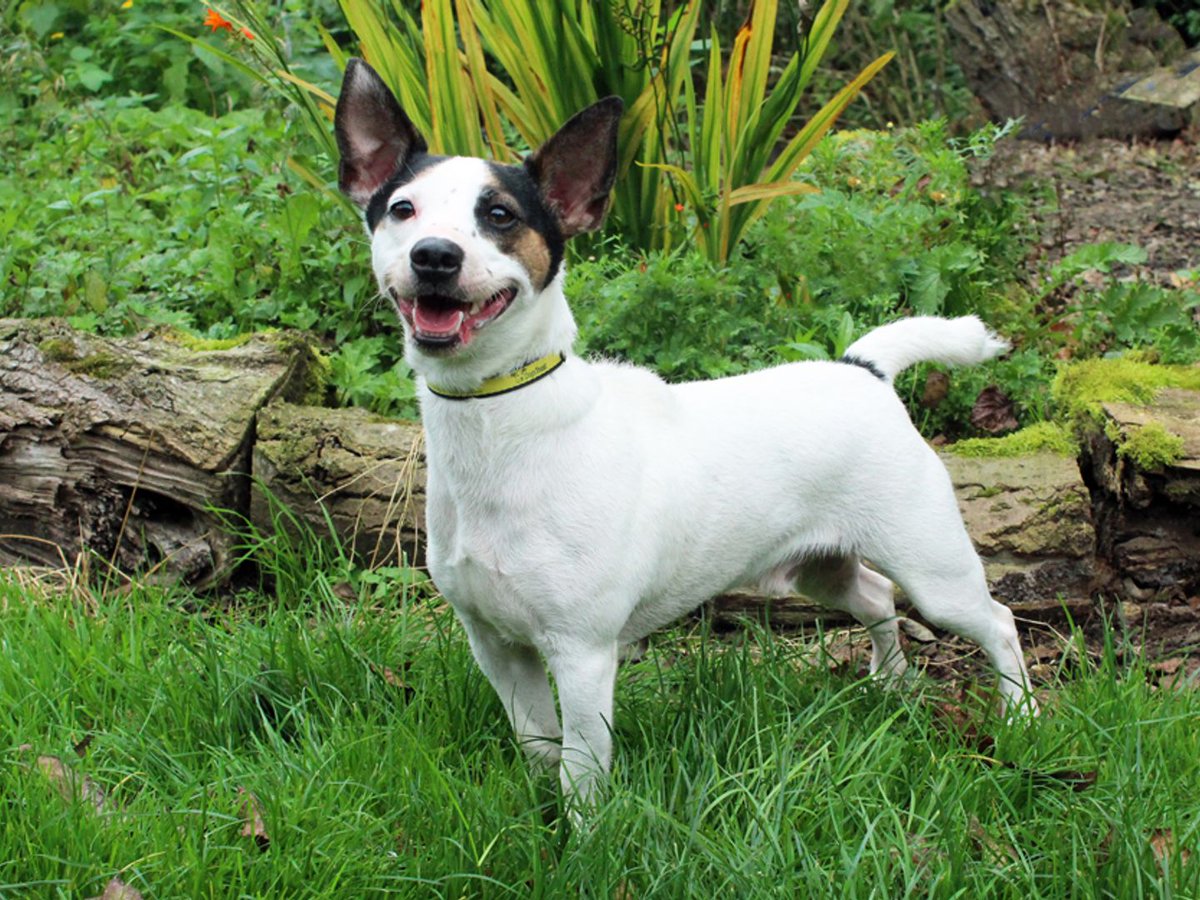 AdoptionsUk's tweet photo. URGENT REQUEST FOR FOSTER HOMES FOR DOGS,
DOGS TRUST 💛
#ENGLAND #SCTOLAND #WALES #NORTHERNIRELAND #UK
DETAILS or APPLY👇
https://t.co/44CP2Sh5r2………
#dogs #pets #AdoptDontShop https://t.co/tSOvOpcyW7