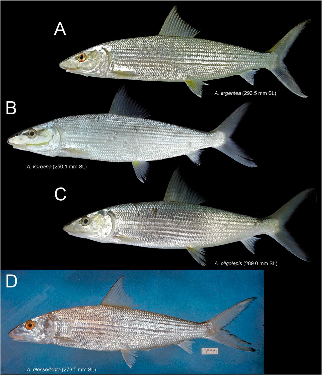 Species Diversity on Twitter: