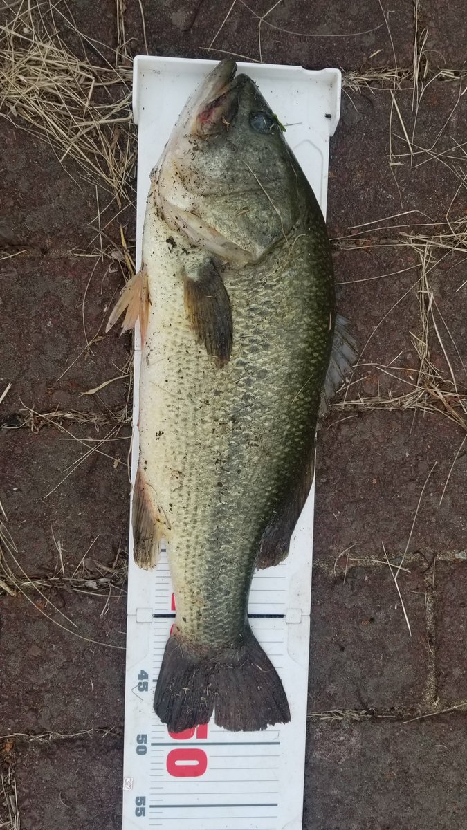 susumu_0710's tweet photo. 今日も仕事帰りに🎣
着いてすぐに3"ファットヤマセンコーで1本。風が強かったからCASTING JIG 1/2+BYS CHUNKに変えたら49cmが食ってきた😆最近ちょっと調子がいい😁
#バス釣り
#印旛水系
#GaryYAMAMOTO
#FATYAMASENKO
#Evergreen
#CASTINGJIG
#BaitBreath
#BYSCHUNK https://t.co/0nN227egJb