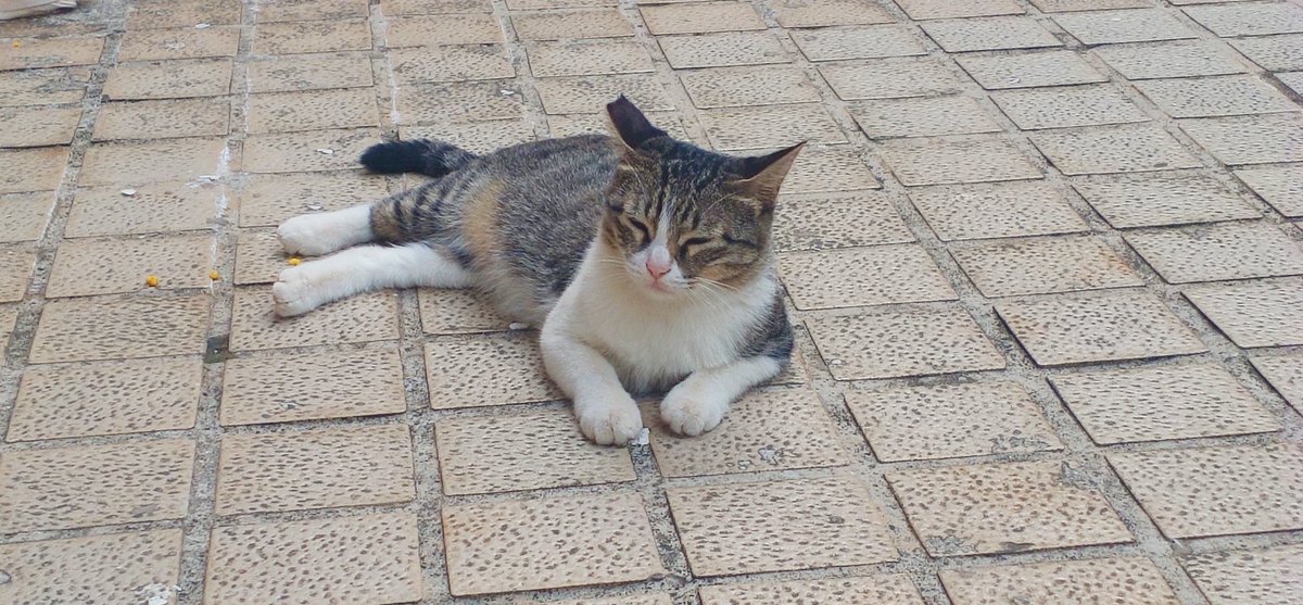 moi84238717's tweet photo. 没有猫粮～色诱不了宿舍楼下的小猫咪🐱一靠近就凶我😣 https://t.co/1XTdvgt2SC