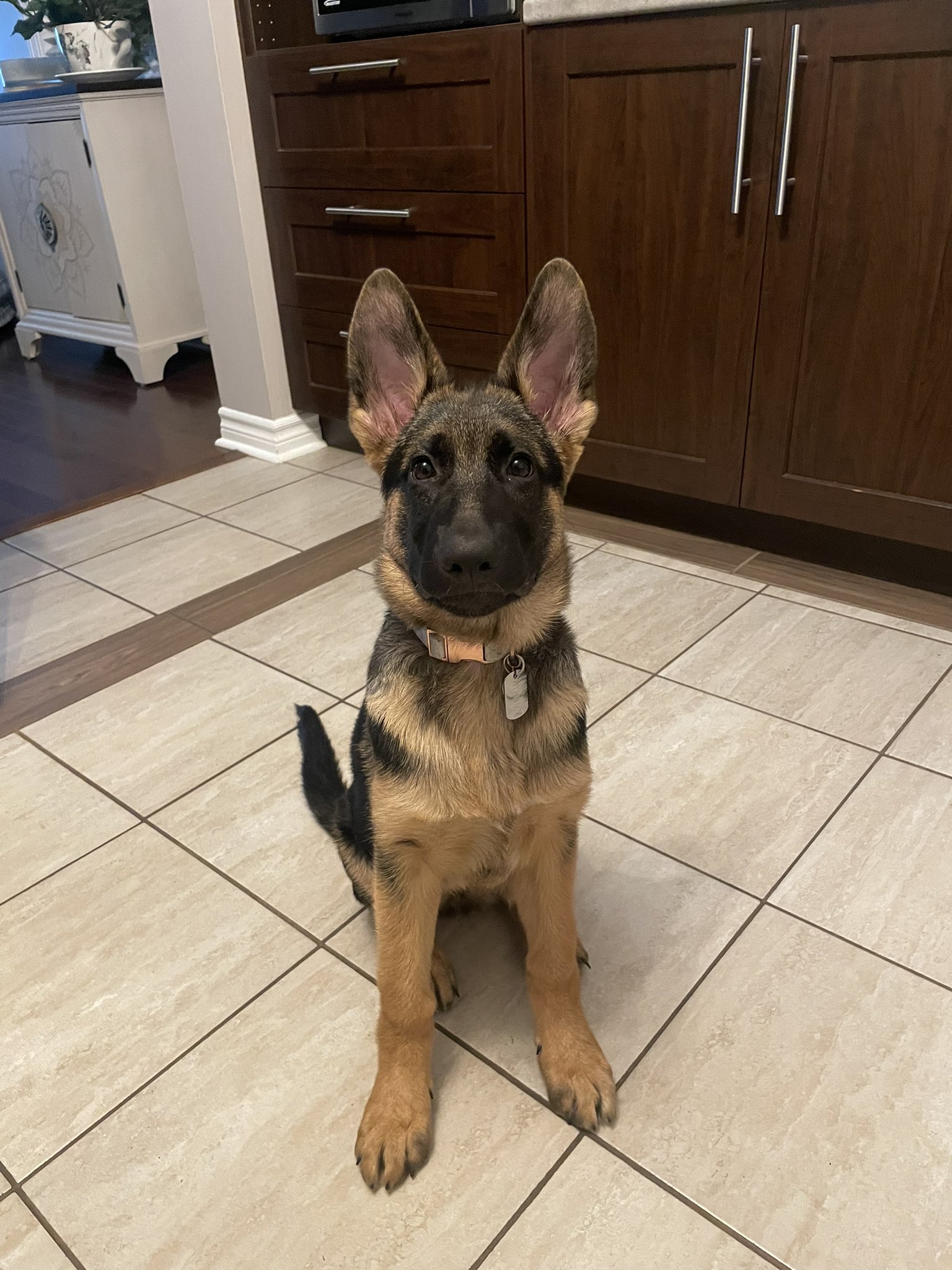 Shiphra german shepherds 2025