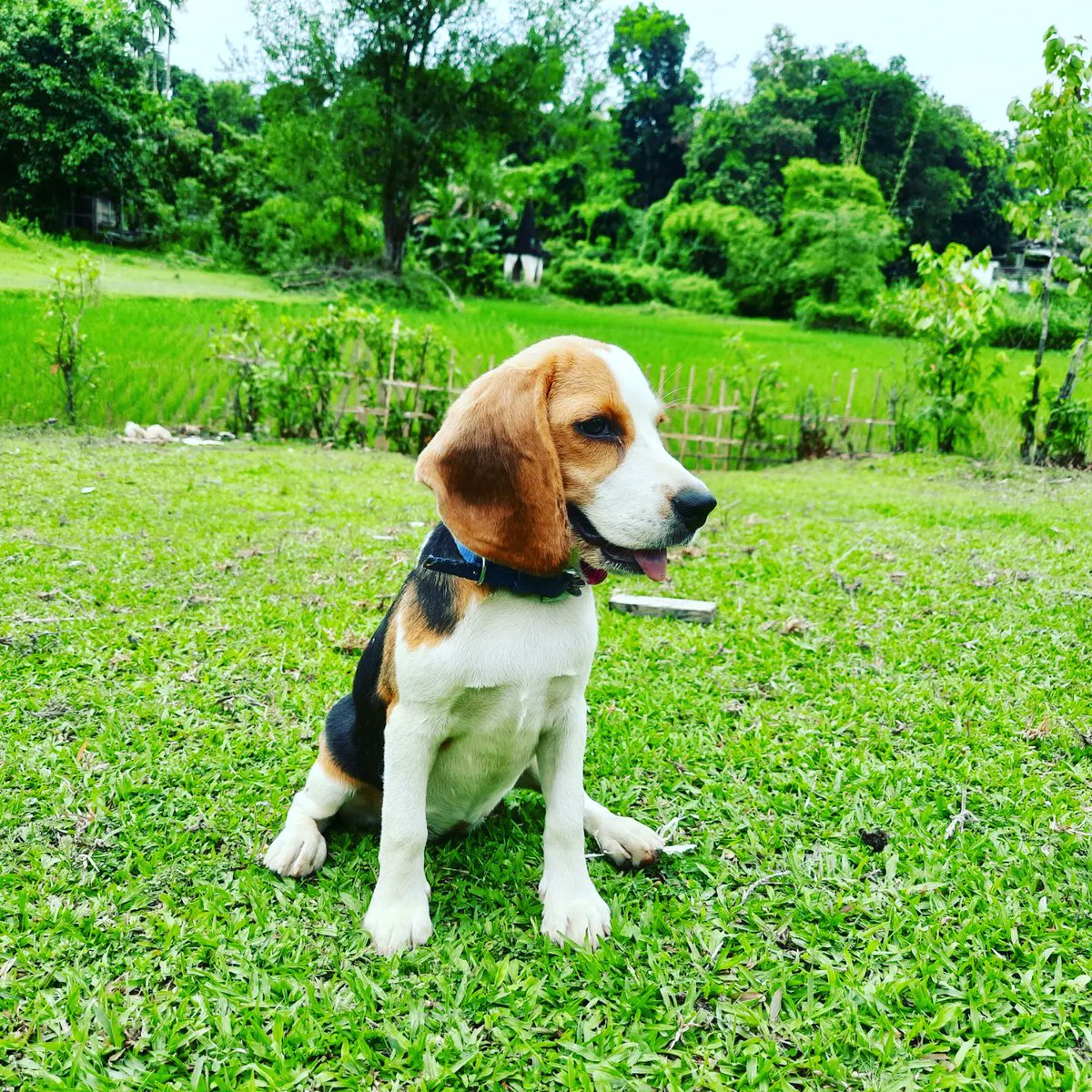 NeharenduBlood's tweet photo. Happy @Besties_Dog
#beagles #likesforlike #beaglelove #beaglepuppy #comment4comment #followforfollowback #doglover #puppylove #puppies #pappiesofinstagram #dogsofinstagram #bestfriends #worlddog #pets #petlovers #dogloversclub #dogsofinstagram #doglover #bestfriend #noonepuppies https://t.co/xZKn3NHFJQ