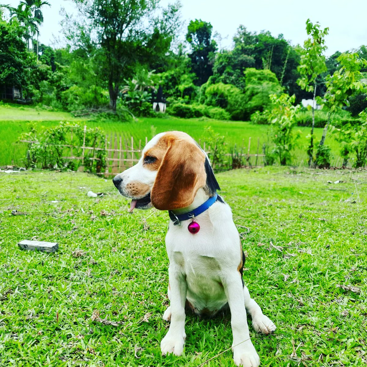 NeharenduBlood's tweet photo. Happy @Besties_Dog
#beagles #likesforlike #beaglelove #beaglepuppy #comment4comment #followforfollowback #doglover #puppylove #puppies #pappiesofinstagram #dogsofinstagram #bestfriends #worlddog #pets #petlovers #dogloversclub #dogsofinstagram #doglover #bestfriend #noonepuppies https://t.co/xZKn3NHFJQ