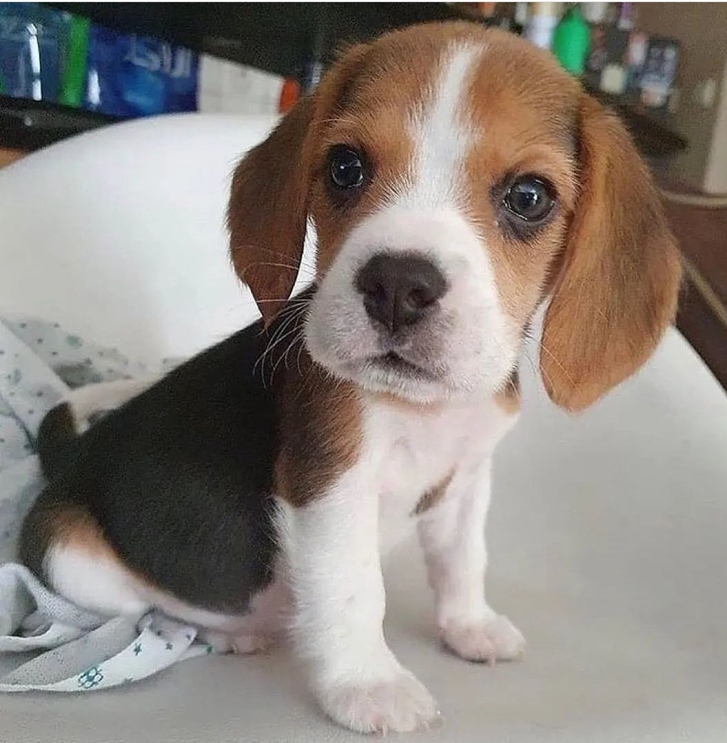 NeharenduBlood's tweet photo. Happy @Besties_Dog
#beagles #likesforlike #beaglelove #beaglepuppy #comment4comment #followforfollowback #doglover #puppylove #puppies #pappiesofinstagram #dogsofinstagram #bestfriends #worlddog #pets #petlovers #dogloversclub #dogsofinstagram #doglover #bestfriend #noonepuppies https://t.co/xZKn3NHFJQ