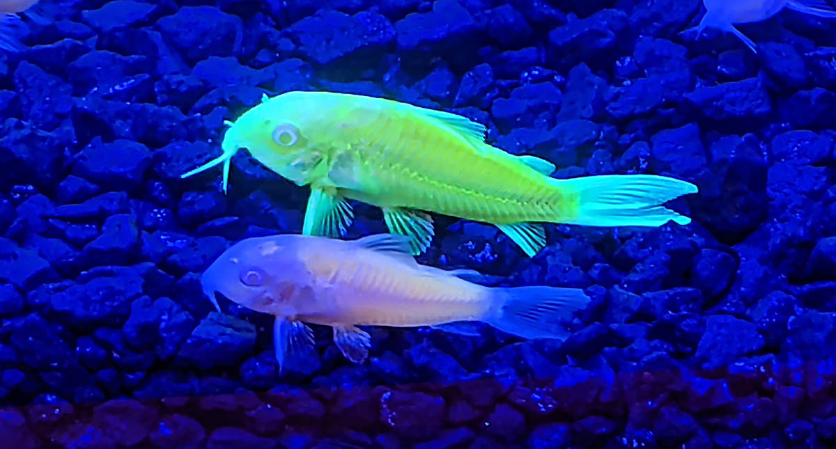 AmazonasMag's tweet image. Is everyone ready for the NEXT #GloFish introduction? They're not dyed, nor tattooed. #GMO/#GMOfish. Check out our #ManMadeFishes issue for informed thoughts. #GloCory #GloCories #GloCorydoras #corydoras #corycat #fish #aquaurium

reef2rainforest.com/2022/09/06/in-…