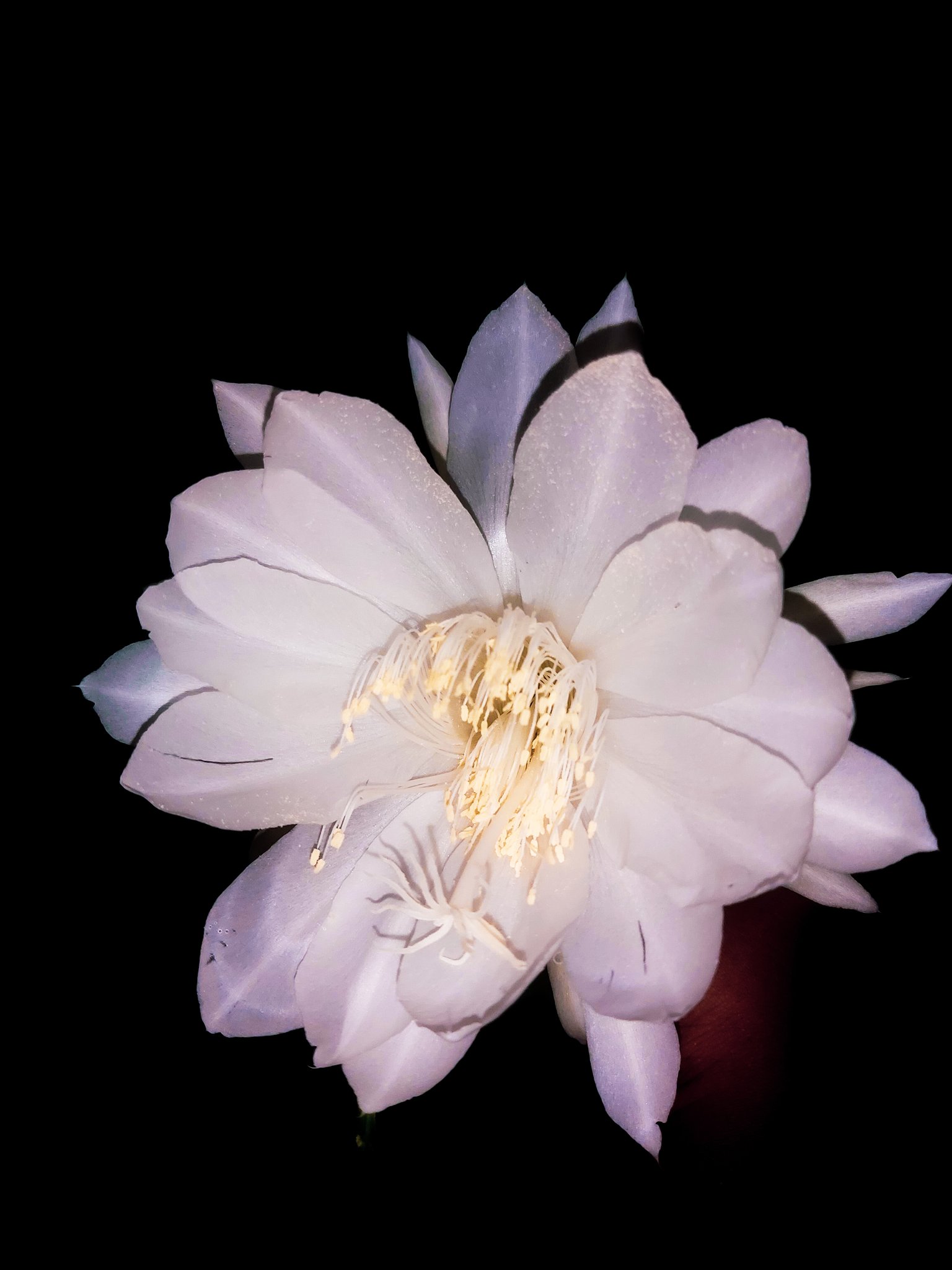 Nic 🏳️‍🌈 on Twitter "'The Queen of the Night, is a species of cactus