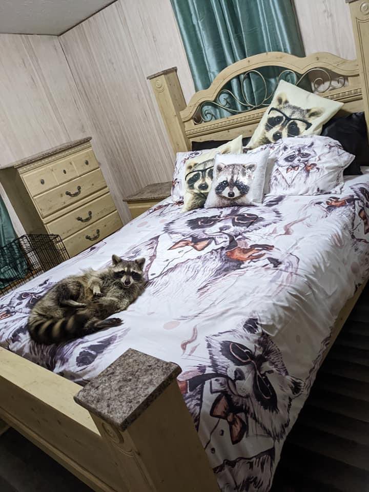 Raccoons Hourly (@raccoonhourly) on Twitter photo 