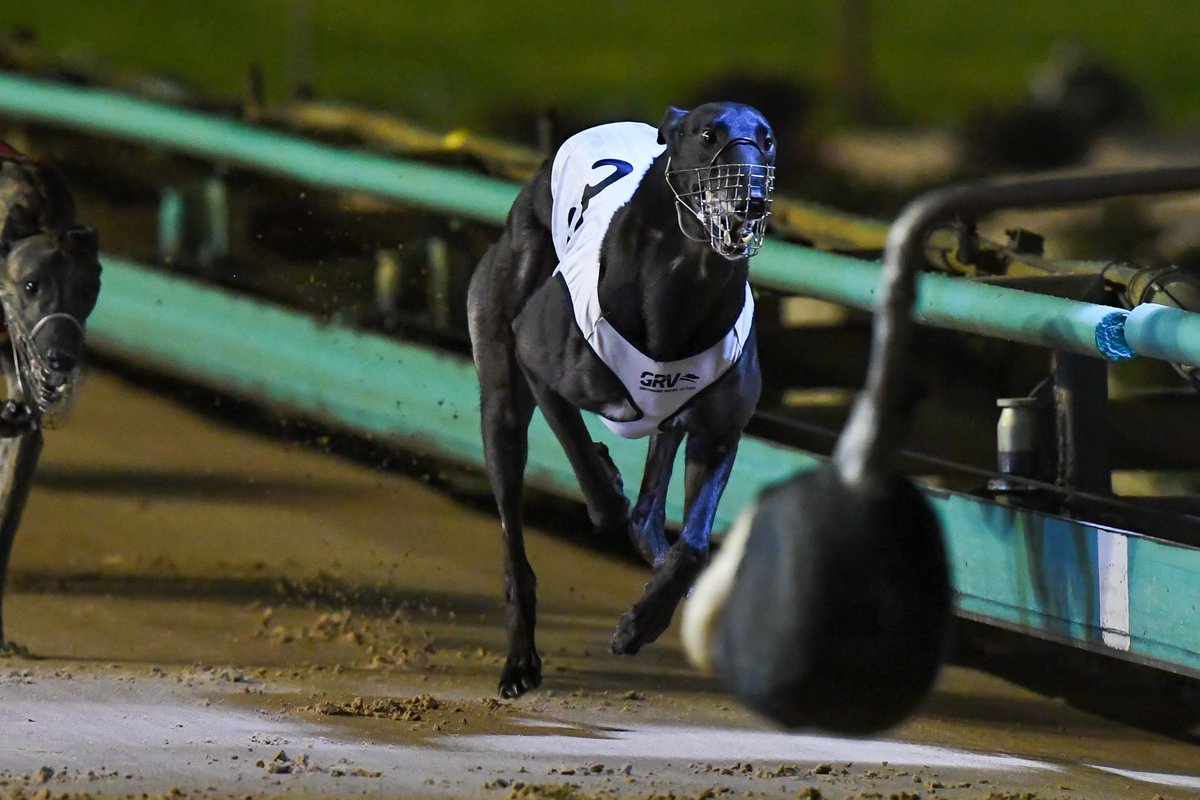 A state-of-the-art greyhound racing facility in Ipswich will be the new home of the sport in Queensland. It will create 477 good jobs for Queenslanders during construction. 

Read more: greyhoundfacts.com.au/new-home-for-q…

#greyhoundracingaustralia #GreyhoundFacts #GreyhoundRacing