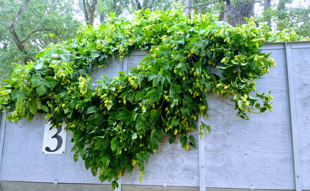 The Brew Site 🍺- Fuck Trump & Musk RESIST Fascism (@brewsite) on Twitter photo Between its two pubs in Bend and in Portland, <a href="/DeschutesBeer/">Deschutes Brewery</a> has a big lineup of #freshhop beers coming out this year. As usual, Chasin’ Freshies Fresh Hop IPA is returning in cans, and will be featuring fresh Idaho 7 hops this time around.
thebrewsite.com/deschutes-brew… Between its two pubs in Bend and in Portland, <a href="/DeschutesBeer/">Deschutes Brewery</a> has a big lineup of #freshhop beers coming out this year. As usual, Chasin’ Freshies Fresh Hop IPA is returning in cans, and will be featuring fresh Idaho 7 hops this time around.
thebrewsite.com/deschutes-brew…