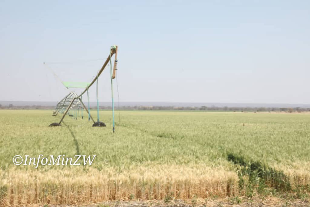 InfoMinZW's tweet photo. LUPANE
The 280 hectare winter plantation at ARDA Jotsholo Irrigation Scheme in Lupane, Matabeleland North #NDS1 #Vision2030 https://t.co/wKEWh7vIBq