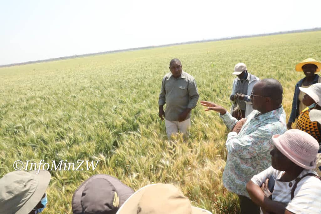 InfoMinZW's tweet photo. LUPANE
The 280 hectare winter plantation at ARDA Jotsholo Irrigation Scheme in Lupane, Matabeleland North #NDS1 #Vision2030 https://t.co/wKEWh7vIBq