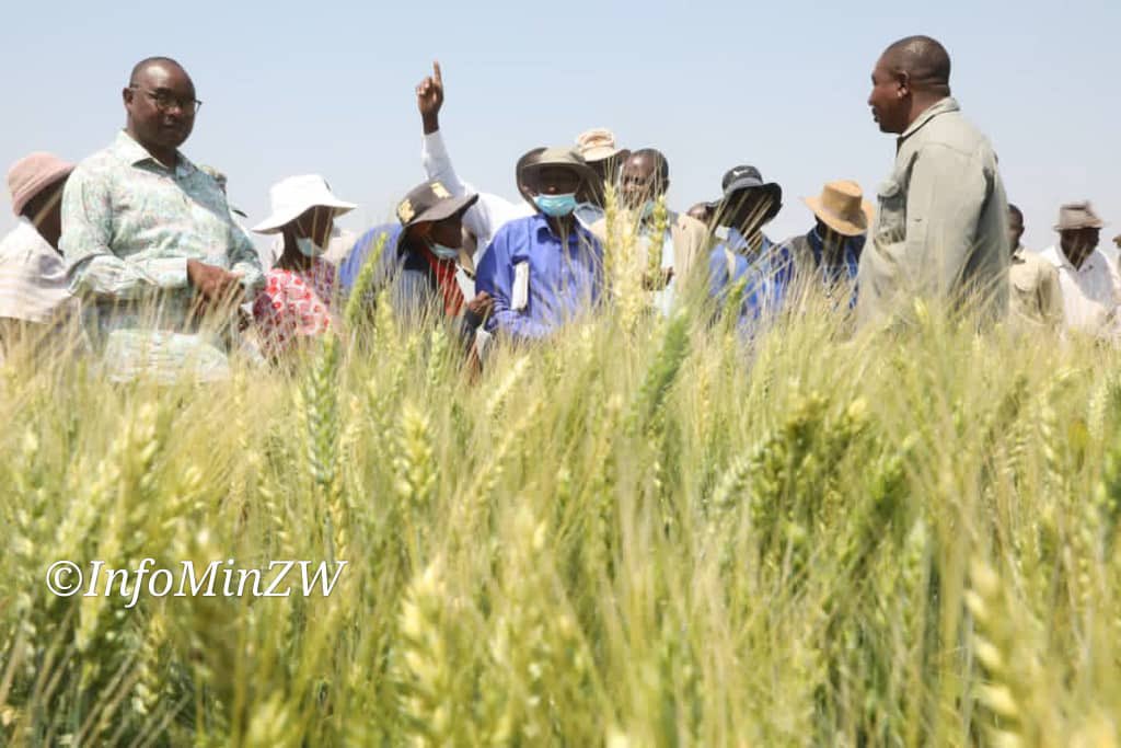 LUPANE
The 280 hectare winter plantation at ARDA Jotsholo Irrigation Scheme in Lupane, Matabeleland North #NDS1 #Vision2030
