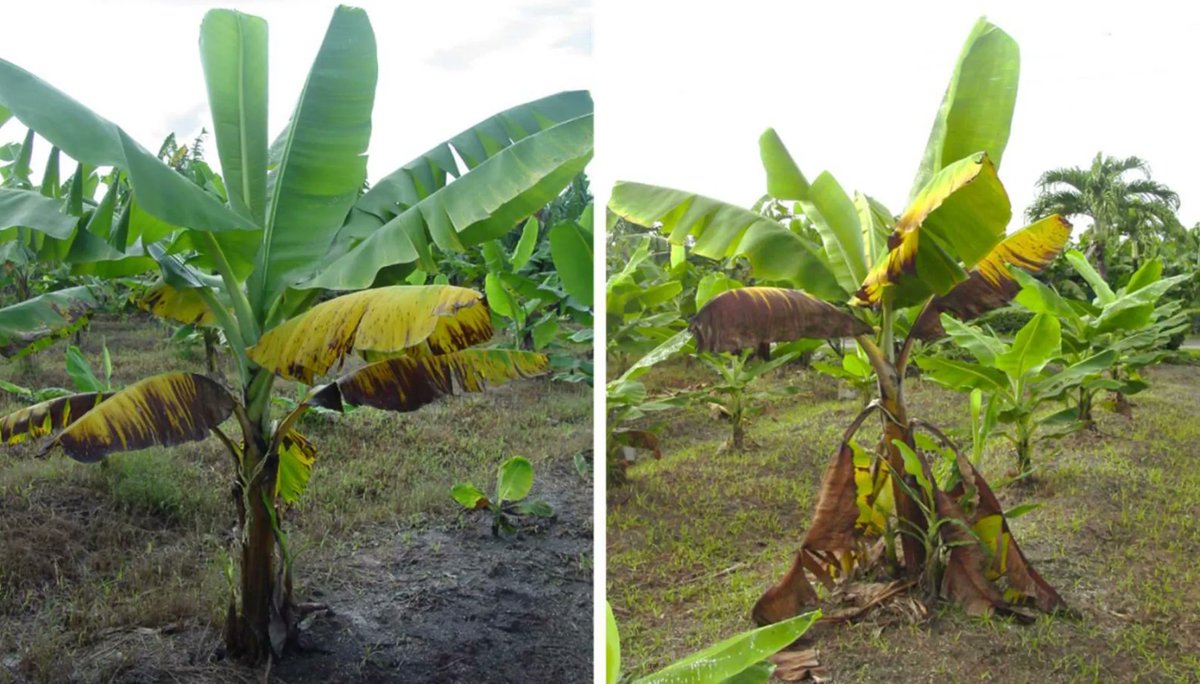 New paper out! 

Identification of Soil Properties Associated with the Incidence of Banana Wilt Using Supervised Methods

in Plants #SHuiResults 

buff.ly/3dZjFQk
