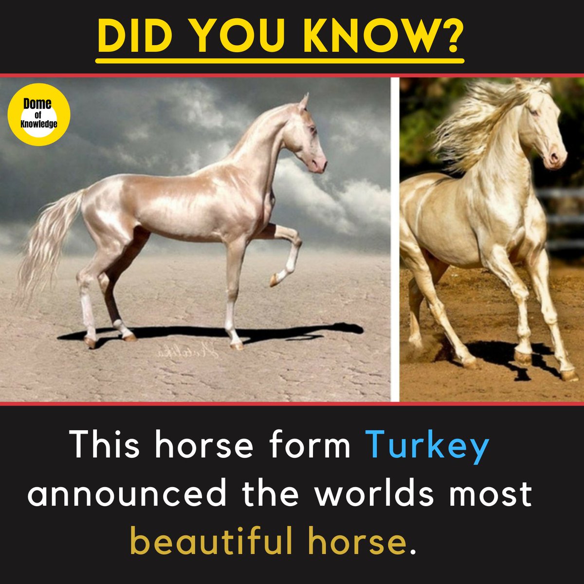 DomeKnowledge's tweet photo. This horse form Turkey announced the worlds most beautiful horse. 
.
.
.
#horse #Captain #Turkey #beautiful #worldstar https://t.co/UehjG7MplI