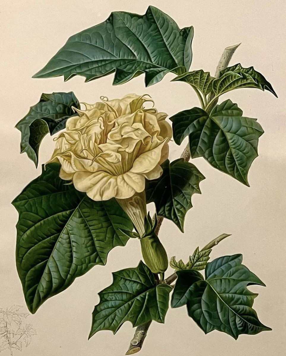 It’s Saturday, and you deserve some flowers just because 😊

[Augusta Innes Withers, Floral Study, 1830]