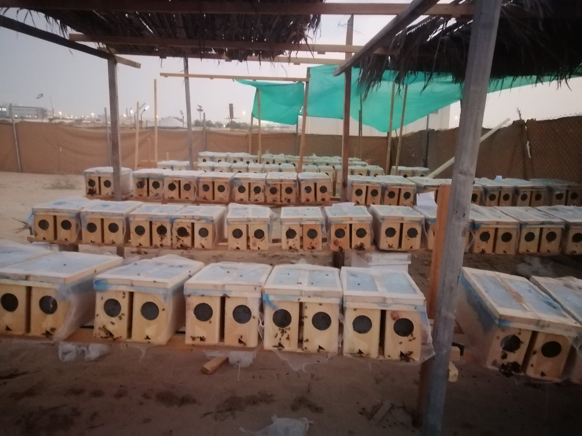 يتوفر لدينا طرود النحل وجميع مستلزمات النحل لموسم السدر 2022 إدارة ابراهيم محمد 0588934890   0525108700
#دبي #ابوظبي #أبوظبي_الرياضية #الشارقة #العين