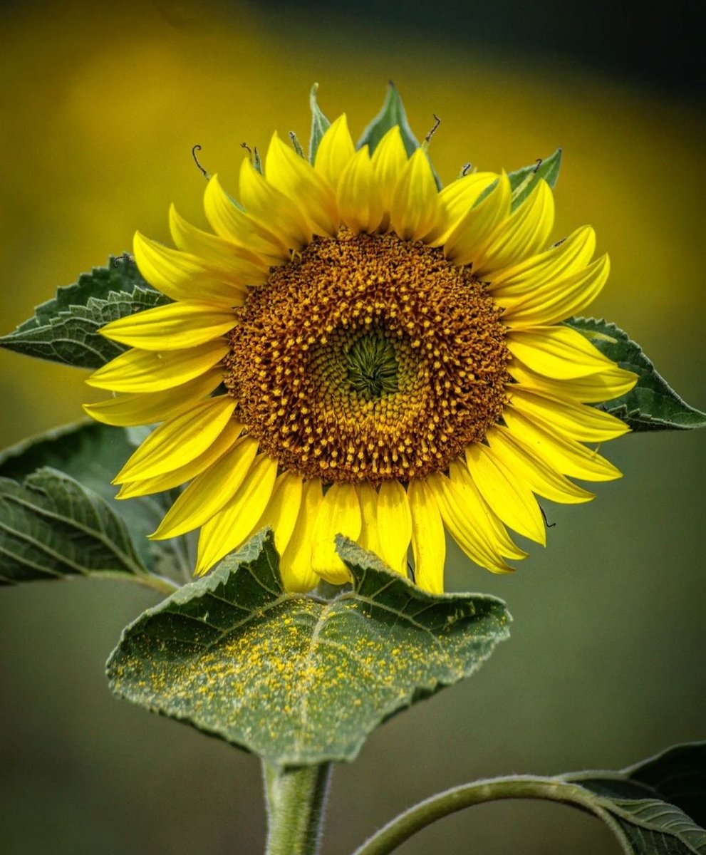 Mise en scene on Twitter "Dunno what Sunflowers mean anymore!"