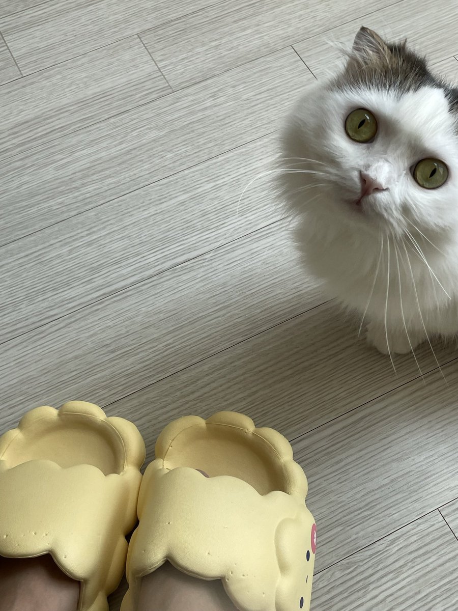 lululul7777's tweet photo. 온니야 내가안그래써…. 🐱🥺 https://t.co/Cbyprcij1S
