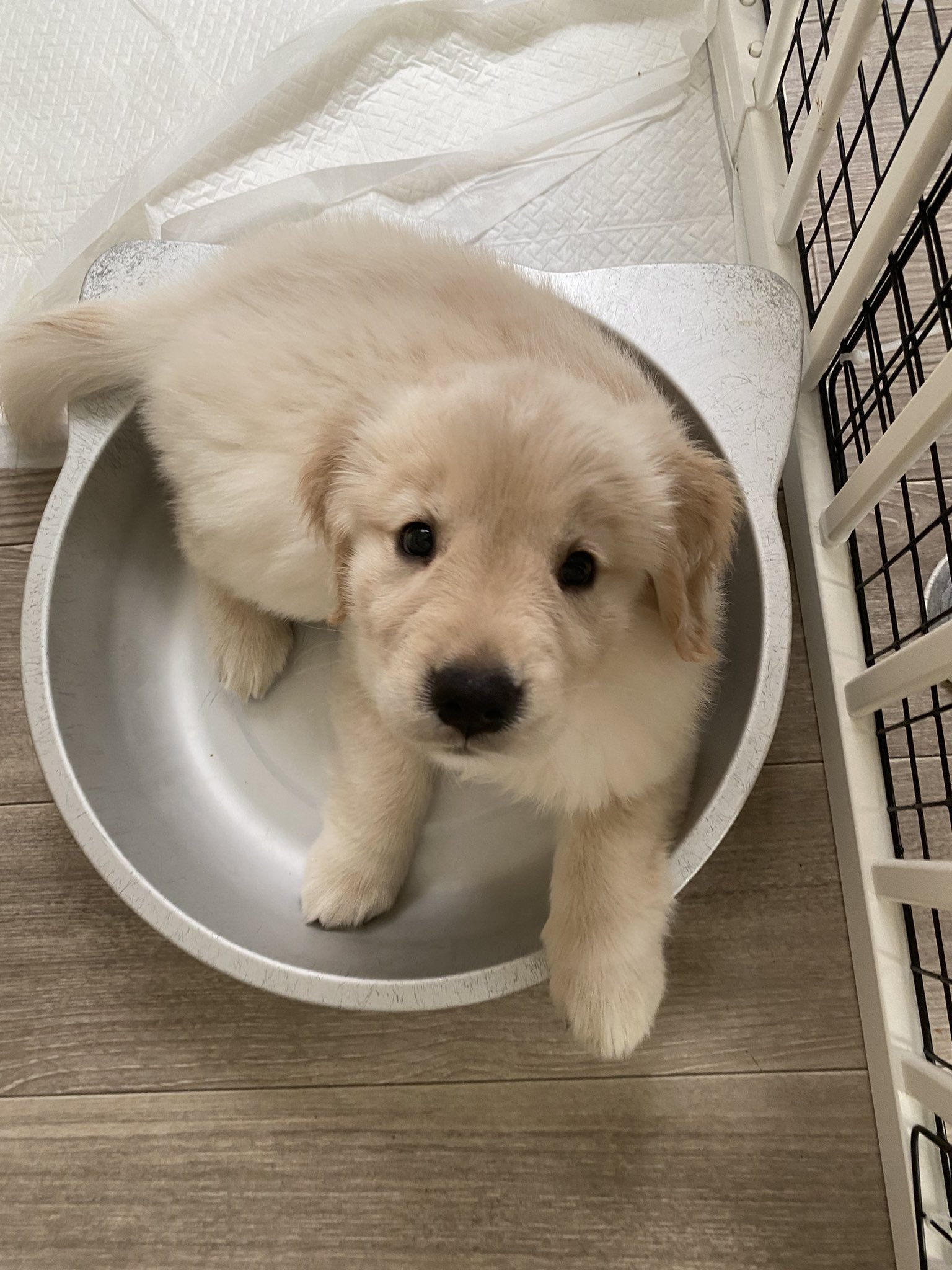 ゴールデンレトリバー はぐみ アイラの小さい頃があまりツイートされていなかったので にゃんこ用に買ったねこ鍋 うちの たちは全く使わなかった為 試しにアイラにあげたら気にいってよく入ってたなあꉂ ｸｽｸｽ T Co Uriamuufqw