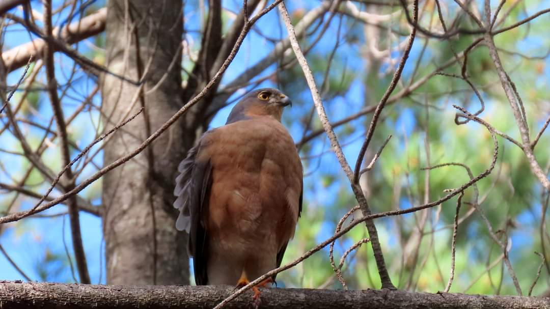 ParkscapeSA's tweet photo. This is what #urbanforest spaces bring to suburbia and its people. How gorgeous is this pair of Rufouschested Sparrowhawks in #TokaiForest We need to grow our urban tree canopy.
#PeopleAndConservation
@JacqMaraisPhoto @young_urbanists @AndrewsEddie @OpenStreetsCT @CayForWater https://t.co/aUbQKVOs91