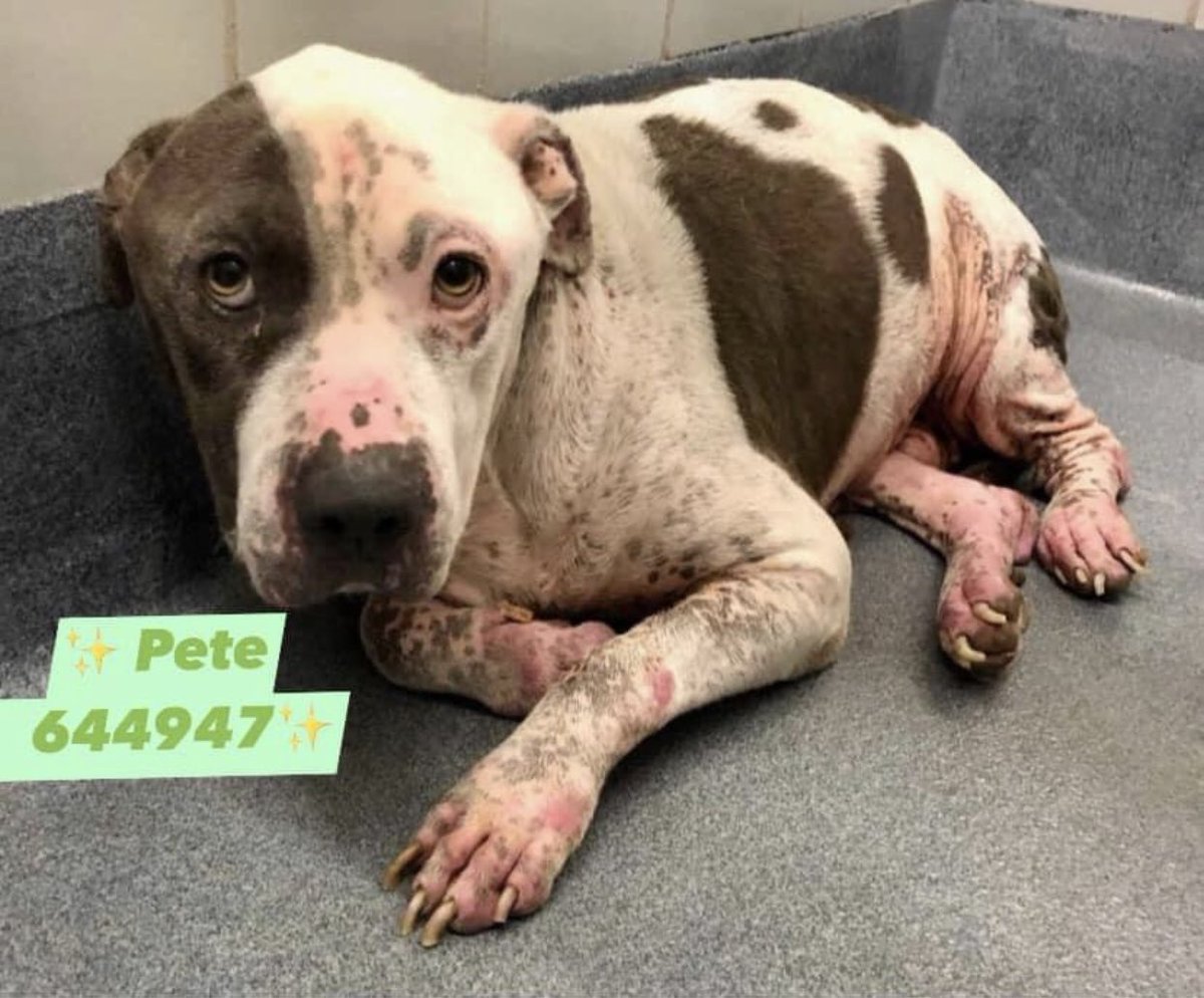 Poor PETE was surrendered to #SanAntonio #Texas shelter as his owners couldn’t afford the treatment for his skin 😞💔
This sweet boy deserves to feel relief from his pain &amp; be in a loving home🏡 
Can we all pls Retweet to help find him a FOSTER or ADOPTER?🙏🆘
#Houston #Dogs #TX