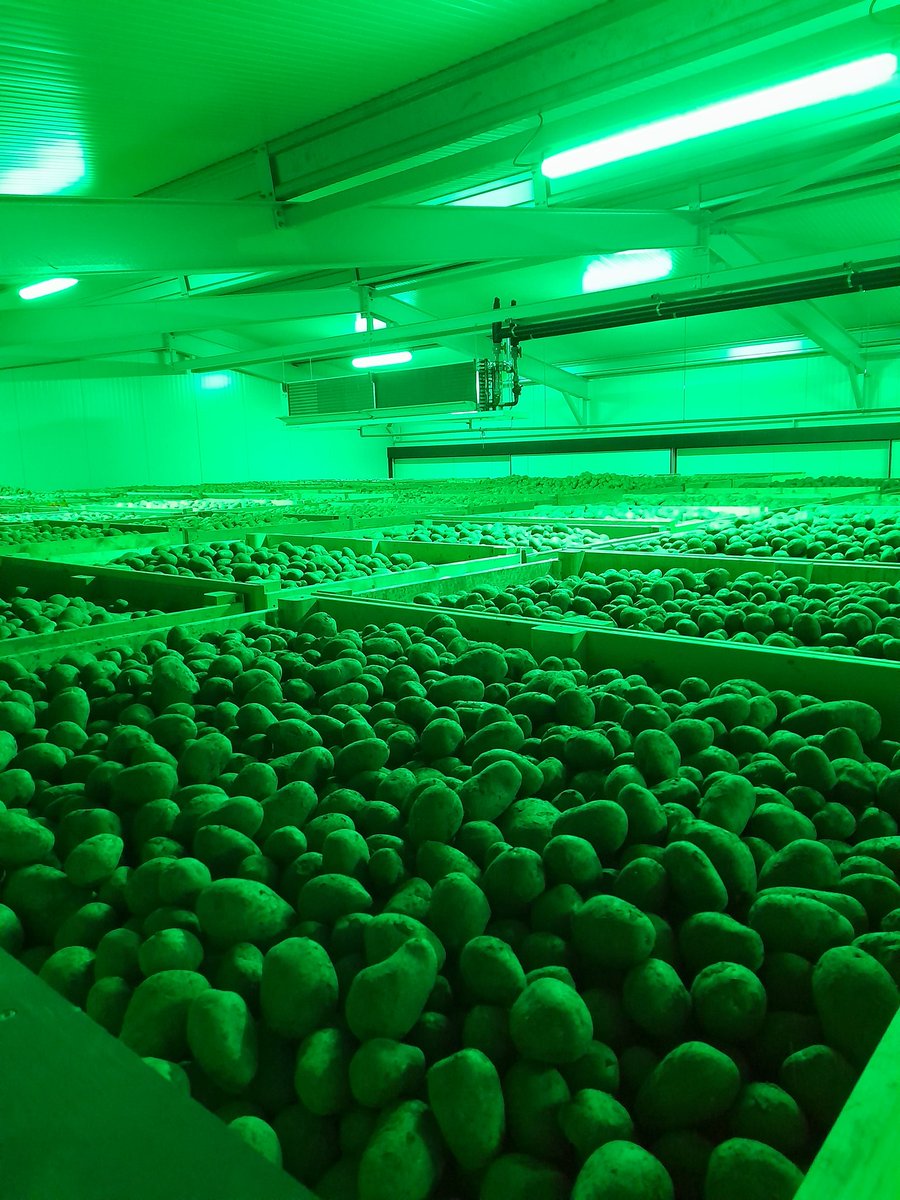 Frank__Bos's tweet photo. De aardappels binnen, nu mooi binnen verder met de venkel oogst 🌧🌧 https://t.co/OQbBChy04x