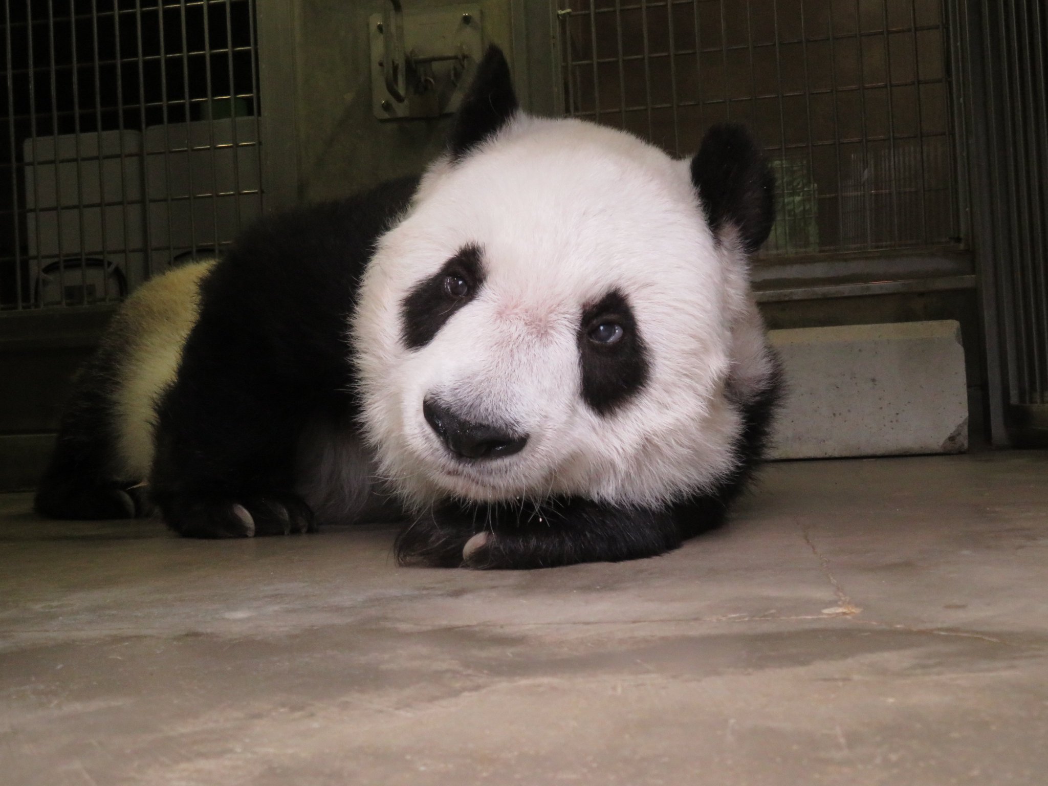 神戸市立王子動物園(公式) on Twitter: