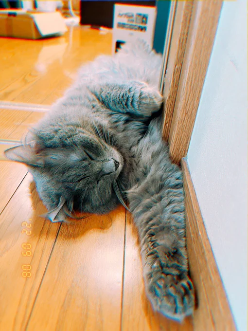 仕事部屋の入り口で寝るのが好きらしい 