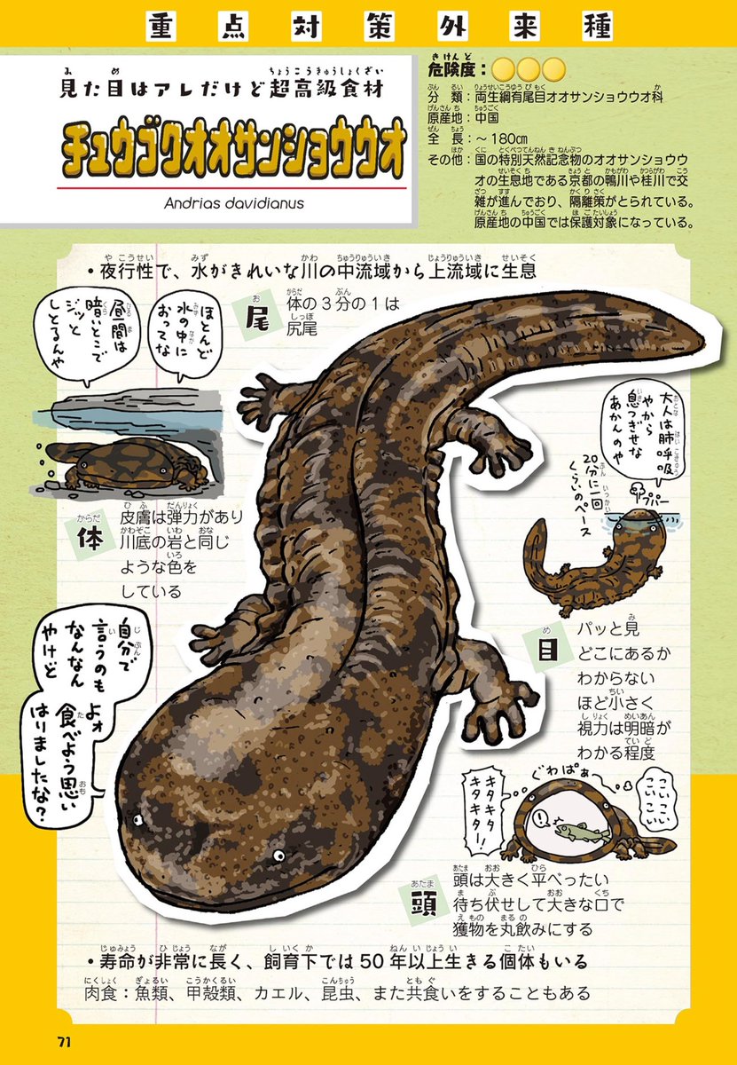 オオサンショウウオを捕まえて、別の県に放流するという犯罪行為を行ってる人がいるようなので、外来種のチュウゴクオオサンショウウオと国内種の交雑問題について知ってほしい。
https://t.co/TTMluxSeOc

滋賀県甲賀市の野洲川に兵庫県のオオサンショウウオ 人の手で移動か https://t.co/D3A7RQFt44 