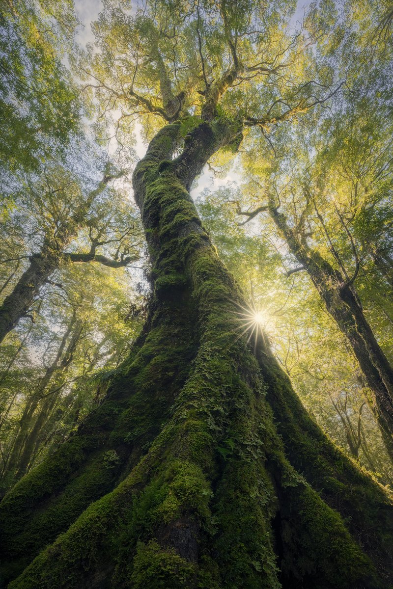 BenjaminMaze1's tweet photo. 'Kings of the Canopy' 

An incredible tall myrtle beech (nothofagus cunninghammii) deep in the forests of north-eastern Tasmania. This was a challenging yet highly gratifying scene to capture - and yes, the sunstar is real! https://t.co/gjeIFjP67S