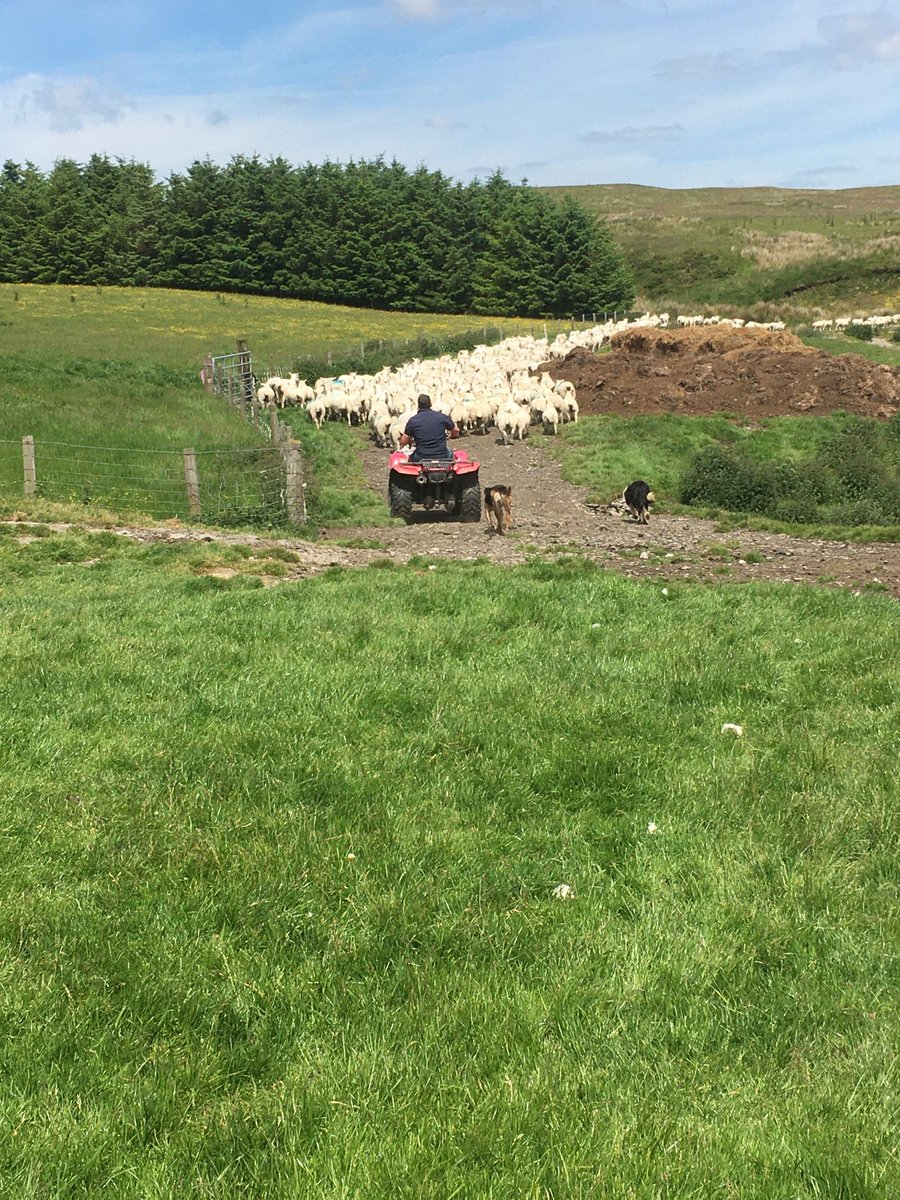 #thursdayvibes preparing lambs to go to #waitrose #ffabulous #Welshlamb ⁦@HybuCigCymru⁩ ⁦@FarmingFutures⁩ ⁦⁦@Ffermio⁩ ⁦@visitwales⁩ ⁦@VisitWalesBiz⁩ ⁦@VisitCambMtns⁩ ⁦@Cefn_Gwlad⁩