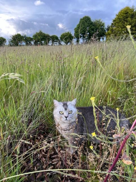 lostfoundpets's tweet photo. A male cat was lost on 29/07/2022 in Private Ground- Portlick Bay, #N37y6e4 https://t.co/whtScltorK #lpie https://t.co/kiZCUVpUBZ