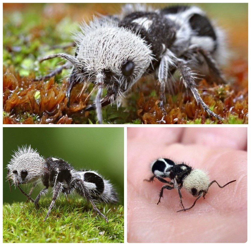 Euspinolia militaris