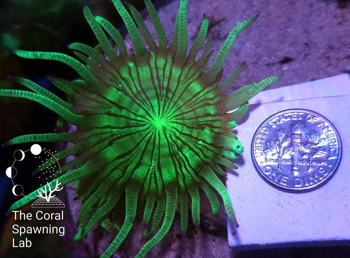 CORALmagazine's tweet photo. #OMG #Catalaphyllia #Catalaphylliajardinei #EleganceCoral #captivebred @CoralSpawning #CoralSpawningLab #aquaculture #coralaquaculture #coralfarming #LPS #coralreef #reeftank #reefaquarium #reeflife #reef #breakthroughs #aquaqrium #allmymoneygoestocoral https://t.co/Hoq1YWx8hV https://t.co/Ei3K4ZP5da