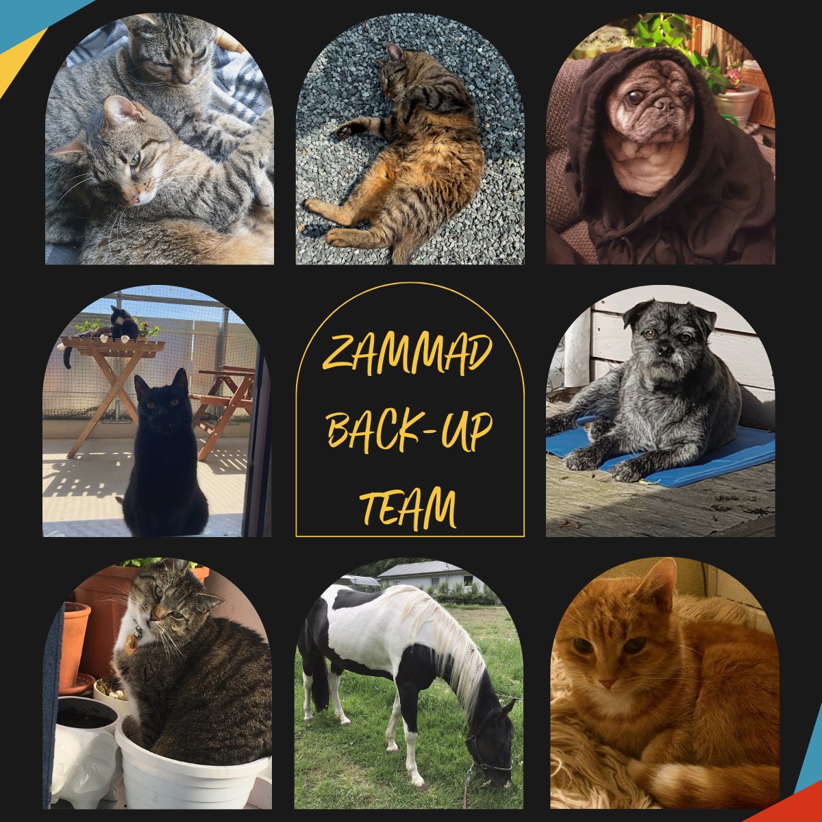 zammadhq's tweet photo. Meet our Zammad Back-Up Team 🌟
This Team gives mental support, random snuggles, and some just come to lay down for a stretch on the keyboaelwjfbkjwhdbfjh.
#zammad #backupteam https://t.co/dKdIlFZI0x