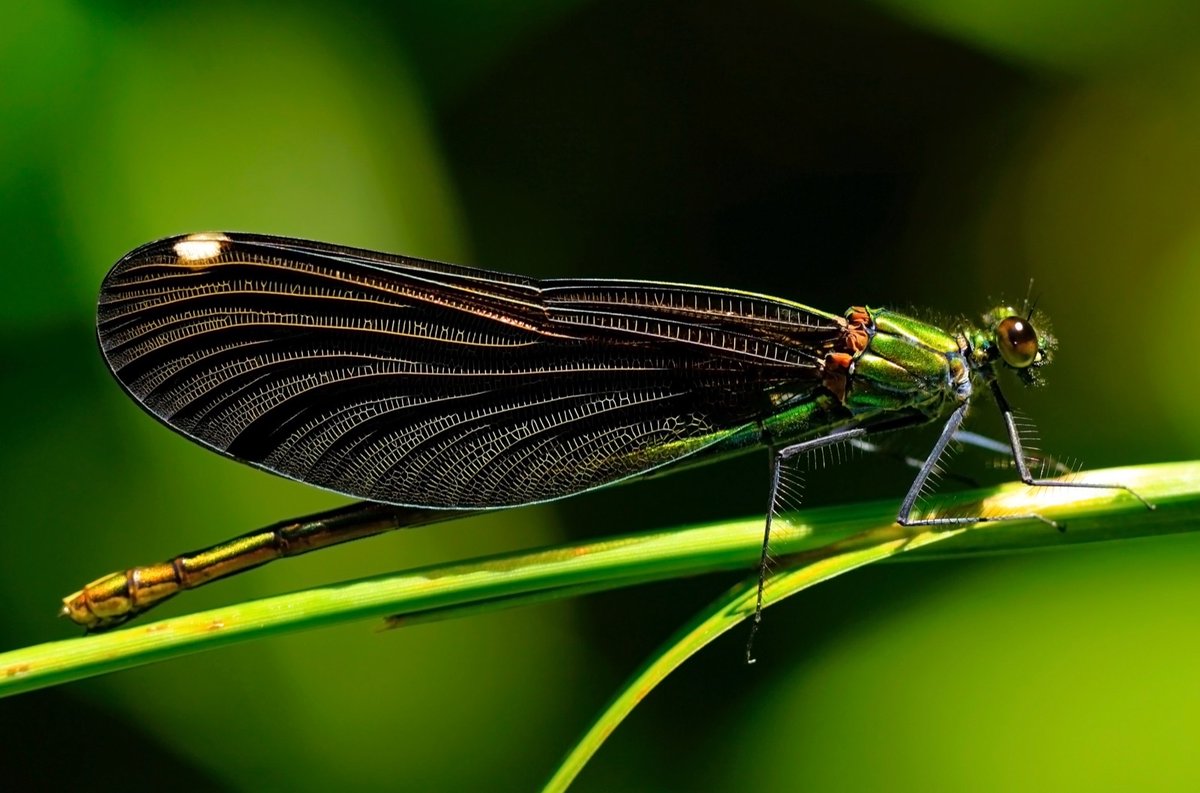 tagemgovtr's tweet image. Doğadaki Dostlarımız Böcekler ve Bitkiler Temalı Fotoğraf Yarışmamızdan 📷 İsmail TEKİN/ Bursa @TCTarim @TAGEM_ANKARA #arge #inovasyon #böcekler #ve #bitkiler