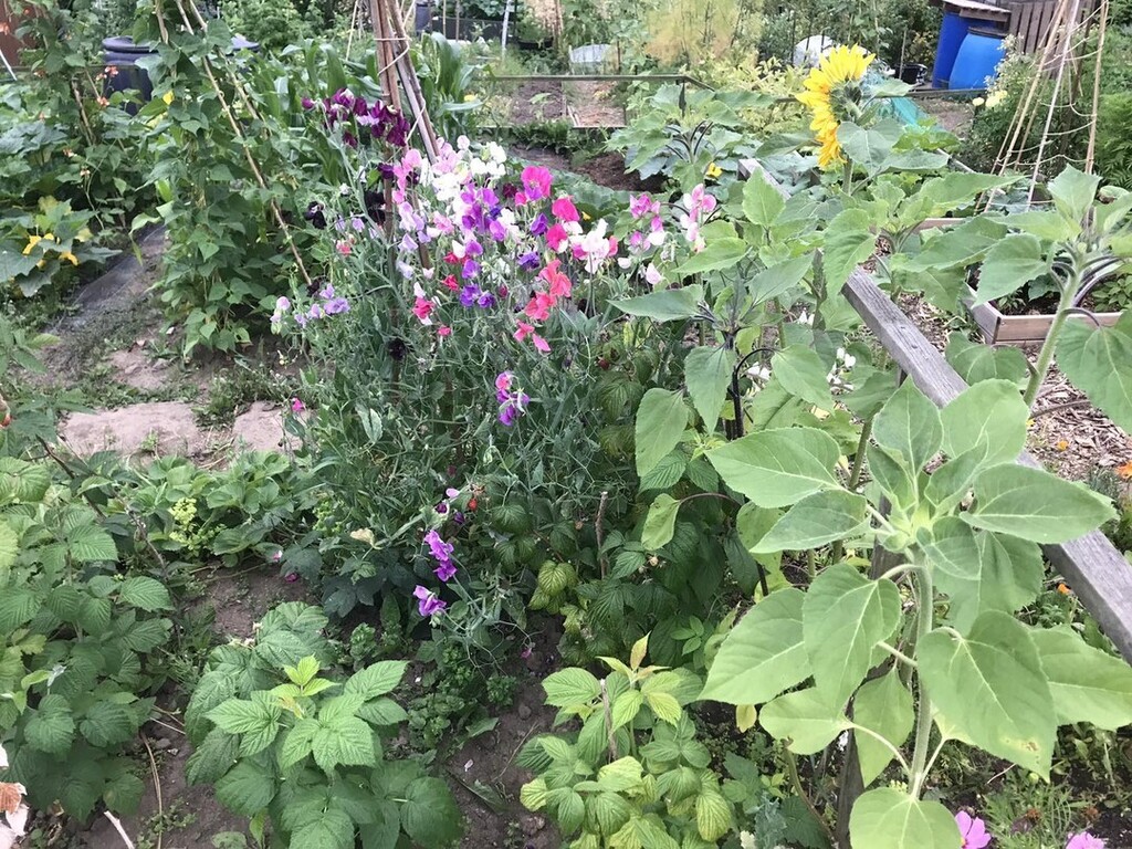 As well as the displays of produce, the W.I. will be providing wonderful refreshments in the Imperial rooms whilst outside this year local artisan businesses and other organisations including @wolds_farm_brew_ , Ashgate Hospice Plant Sale, <a href="/derbyshirewil/">Wil Derbyshire</a>… instagr.am/p/CiPFHKfomLZ/