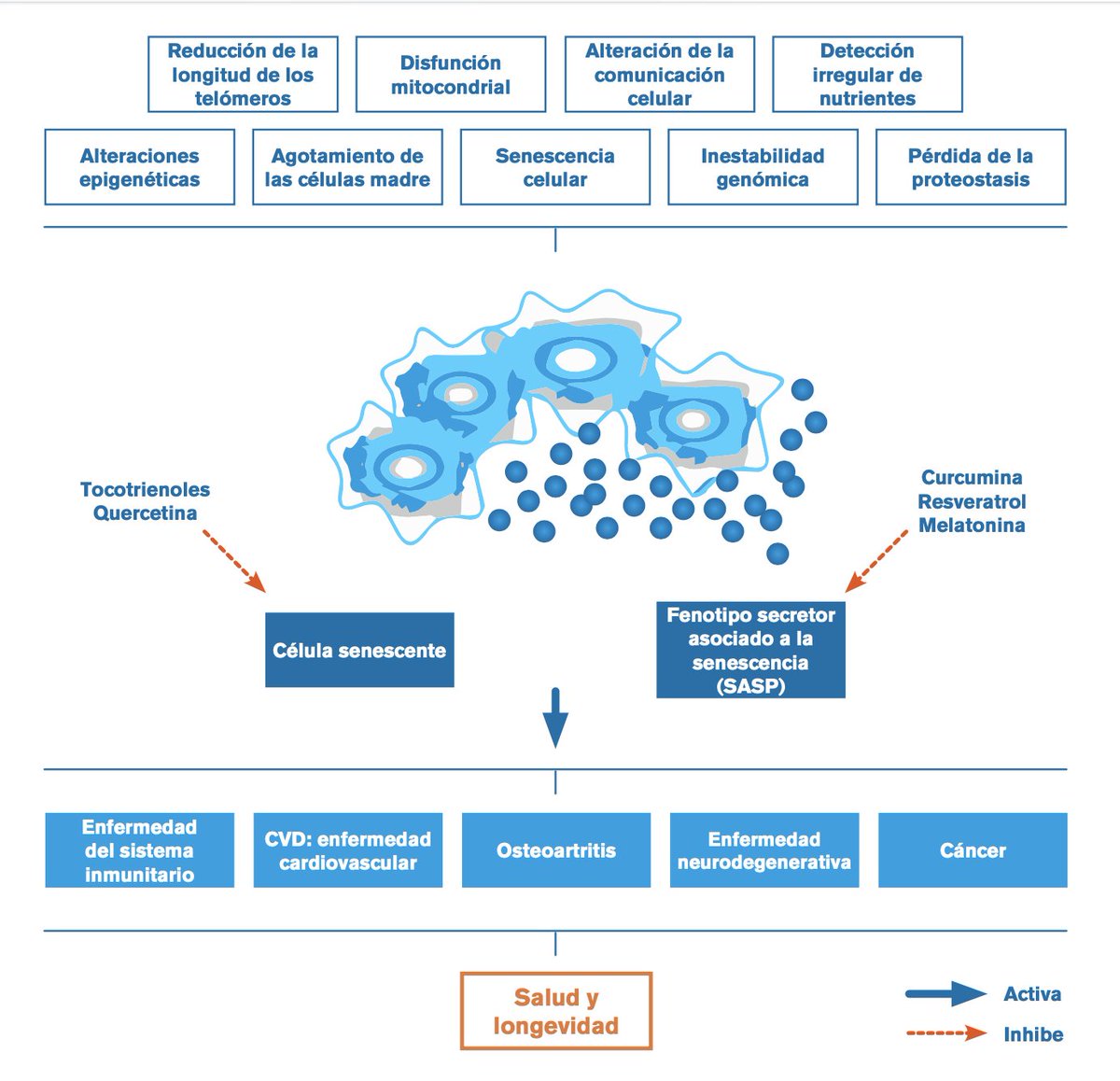 douglaslabs_es's tweet photo. La senescencia celular está causada por varios procesos moleculares, en los cuales intervienen nutrientes que actúan como reguladores y pueden constituir estrategias nutricionales para un envejecimiento saludable.
https://t.co/fGElk1nns5 https://t.co/ZzhYDPgLQ4