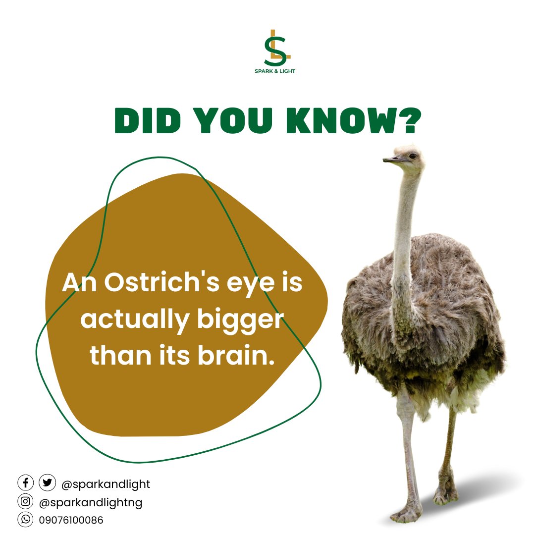 sparkandlight's tweet photo. Wow! 
I'm sure you can imagine how small the brain of an Ostrich is. 😂

Amazing fact. 

#sparkandlightng #DidYouKnow #facts #knowledgeispower #thursdayvibes https://t.co/lpccVWq8Sw