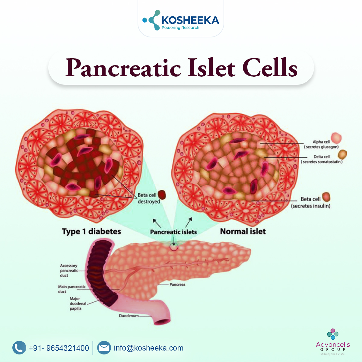 kosheeka's tweet photo. Innovating work has been done by #researchers to maximize the functionality of #pancreatic cells made from #stemcells.
Read the write-up to know more about pancreatic #isletcells culture in #diabetes #research: https://t.co/lQKoHpyFRs
#cellculture #primarycells #biotechnology https://t.co/RKLMc13E0f